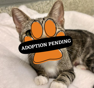 Adoption Pending (47)