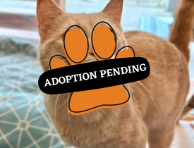 Adoption Pending (48)