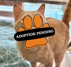 Adoption Pending (48)