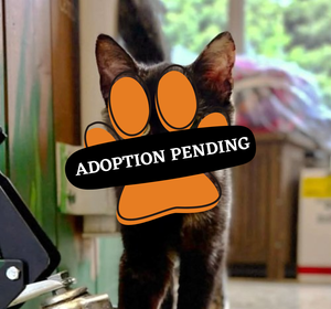 Adoption Pending (49)