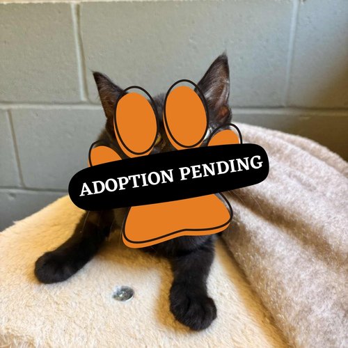 Adoption Pending (5)