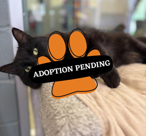 Adoption Pending (51)