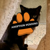 Adoption Pending (53)