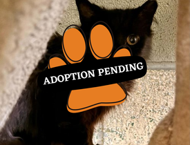 Adoption Pending (53)