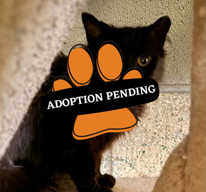 Adoption Pending (53)