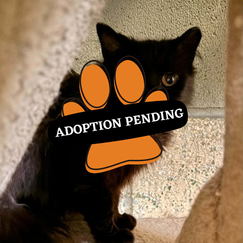 Adoption Pending (53)
