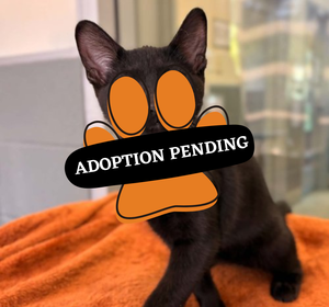 Adoption Pending (54)