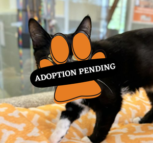 Adoption Pending (55)
