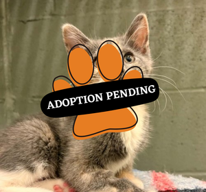 Adoption Pending (56)
