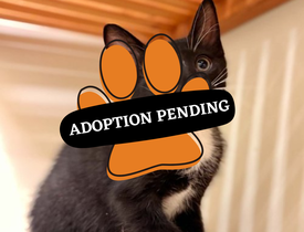 Adoption Pending (57)