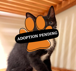 Adoption Pending (57)