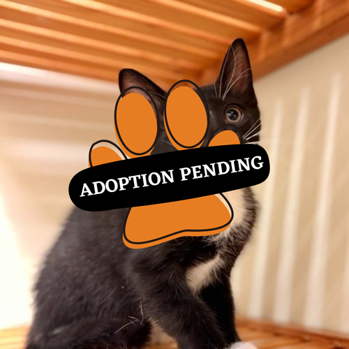 Adoption Pending (57)