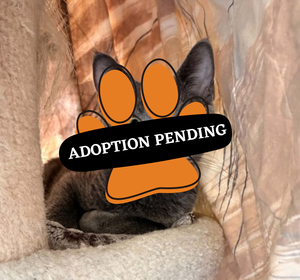 Adoption Pending (58)