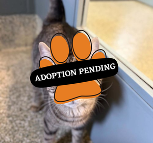 Adoption Pending (59)
