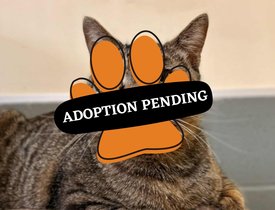 Max - Adoption Pending