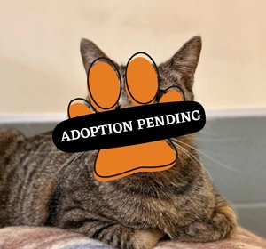 Max - Adoption Pending