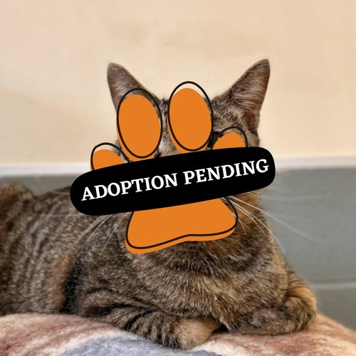 Max - Adoption Pending