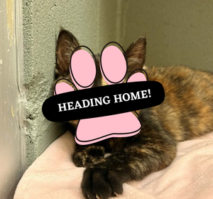 Adoption Pending (6)