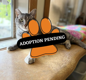 Adoption Pending (60)