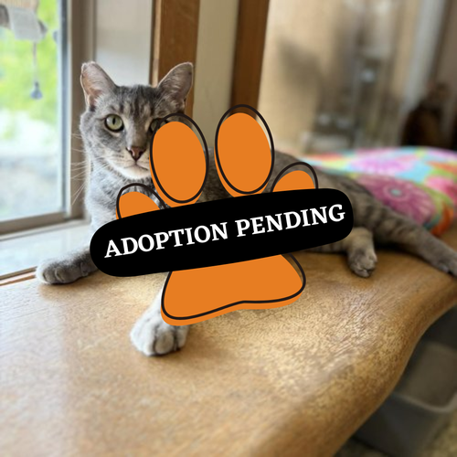 Adoption Pending (60)