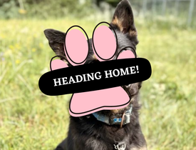 Adoption Pending (61)