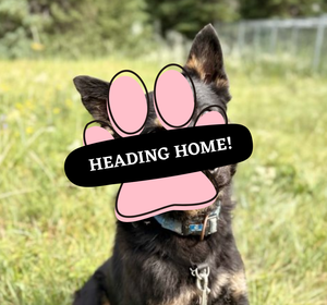 Adoption Pending (61)