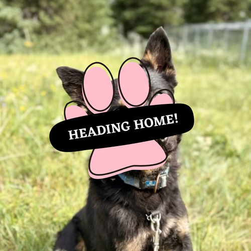 Adoption Pending (61)