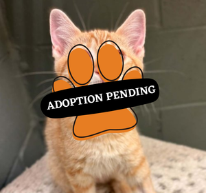 Adoption Pending (62)