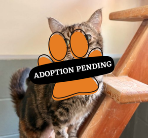 Adoption Pending (63)