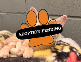 Adoption Pending (64)