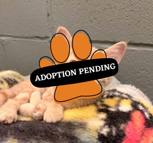 Adoption Pending (64)