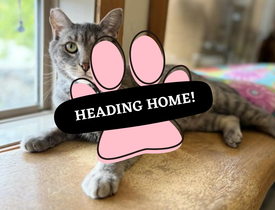 Adoption Pending (65)