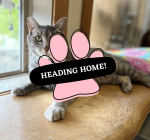Adoption Pending (65)