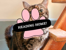Adoption Pending (66)