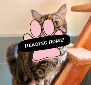 Adoption Pending (66)