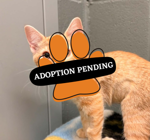 Adoption Pending (67)
