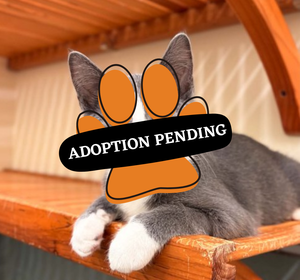 Adoption Pending (68)