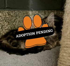 Adoption Pending (69)