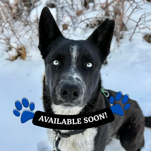 Adoption Pending (7)