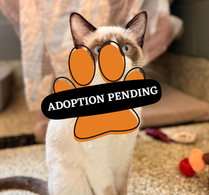 Adoption Pending (70)