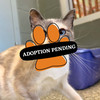 Adoption Pending (71)