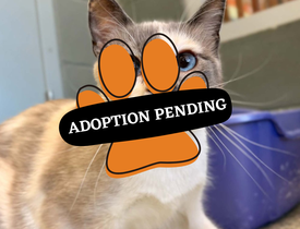 Adoption Pending (71)