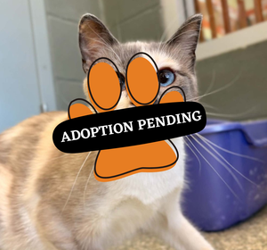 Adoption Pending (71)