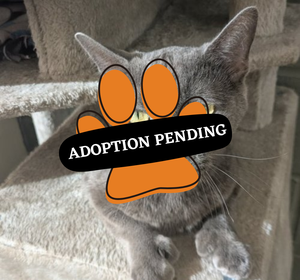 Adoption Pending (72)