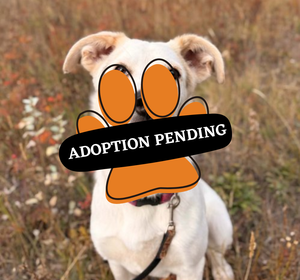 Adoption Pending (73)