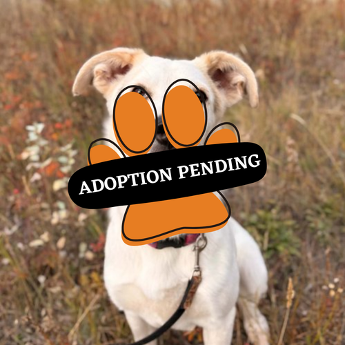 Adoption Pending (73)