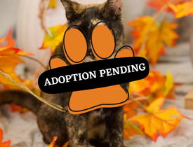Adoption Pending (74)
