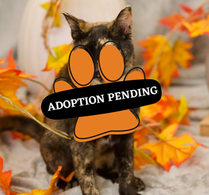 Adoption Pending (74)