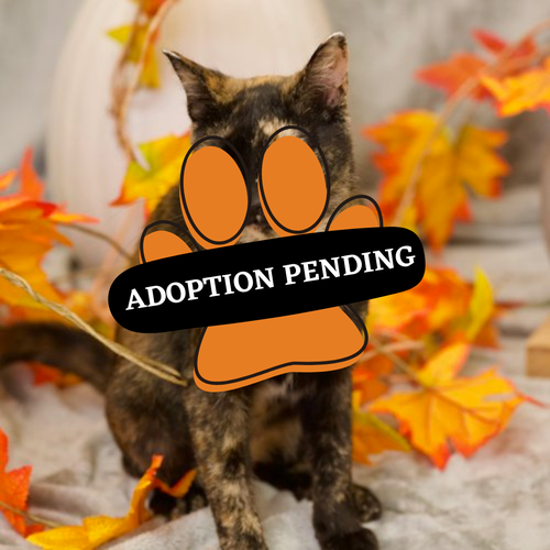 Adoption Pending (74)