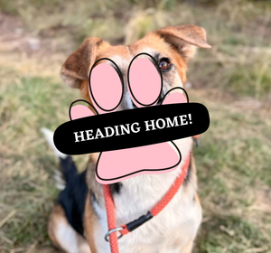 Adoption Pending (76)
